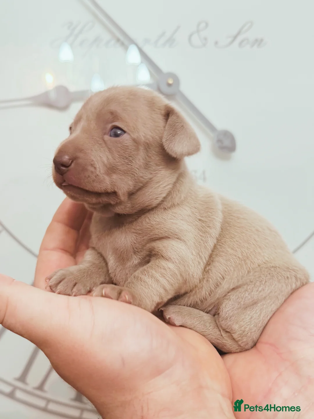 Chiweenie dogs for sale: 3 beautiful baby Chiweenie girls ready early March - Advert 22