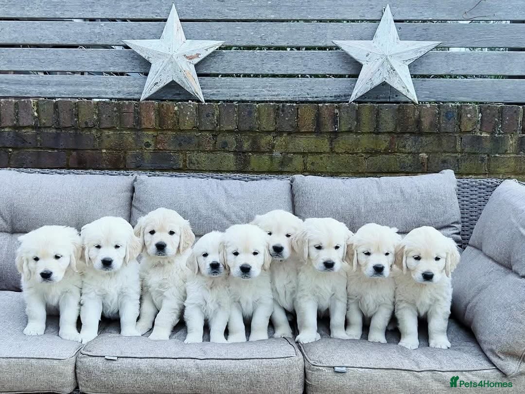 Golden Retriever dogs for sale: Champion line cream golden retriever puppies - Advert 6