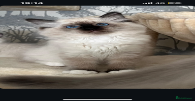 Ragdoll cats - Advert 2