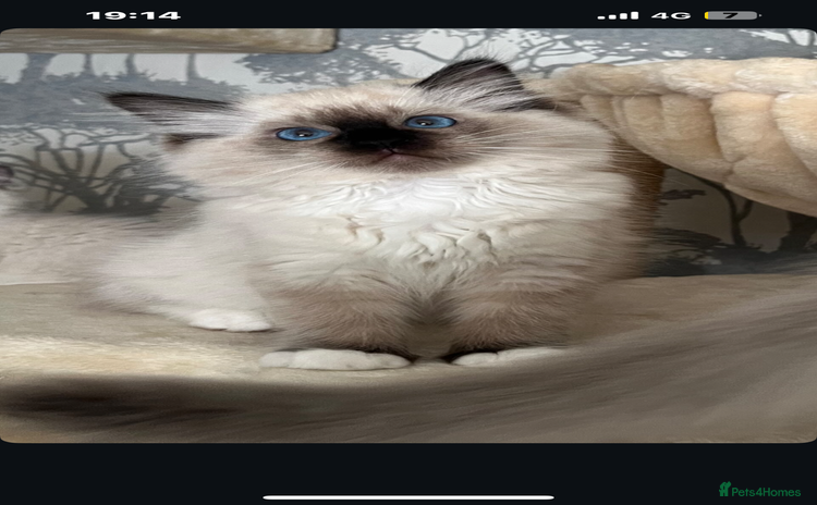 Ragdoll cats - Advert 3