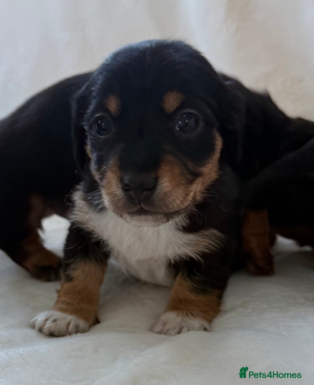 Mixed Breed dogs for sale: Beautiful jackadac puppys  - Advert 7