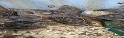Quail poultry for sale: Pol quail - Advert 2