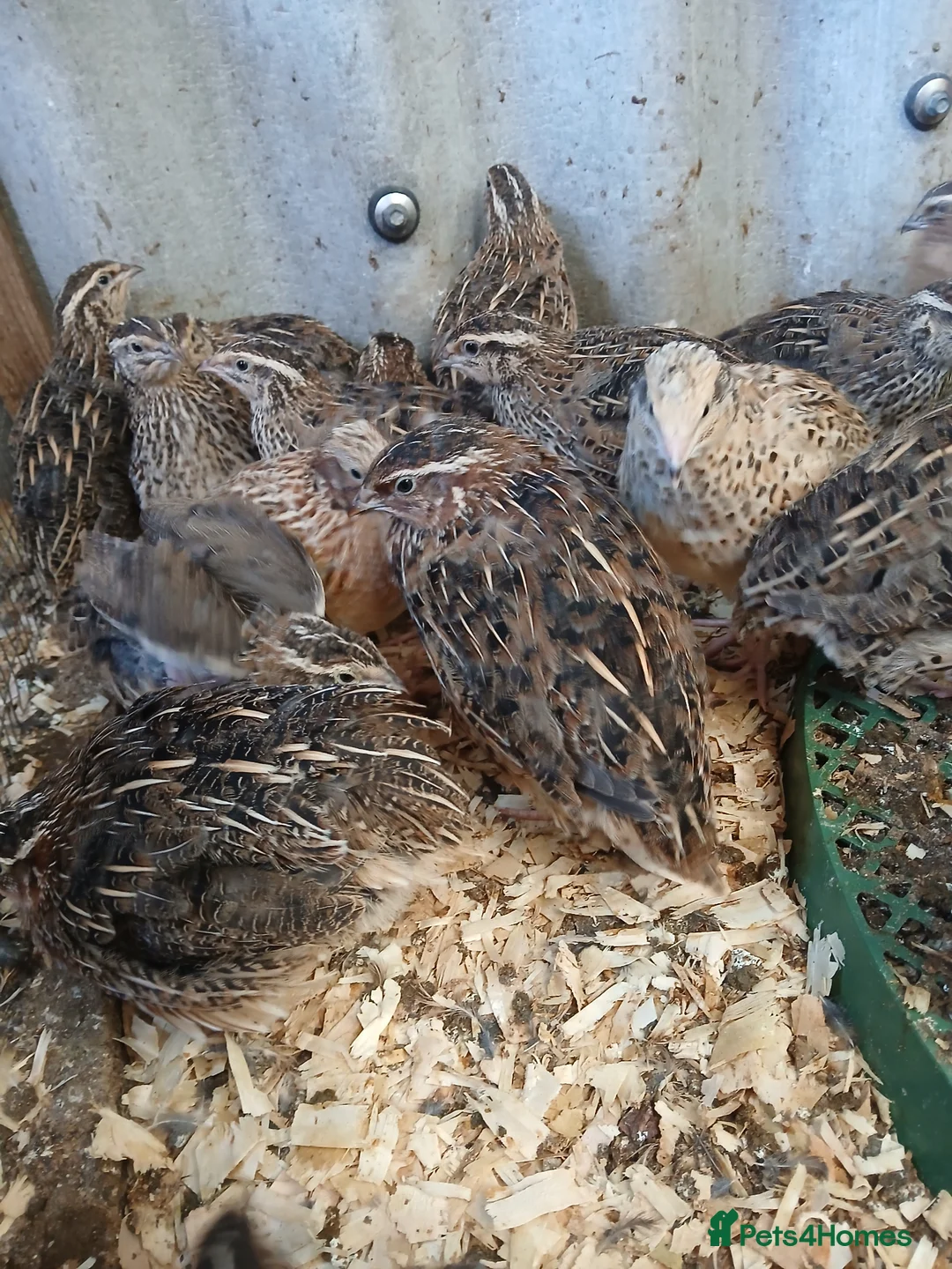 Quail poultry for sale: Pol quail - Advert 2