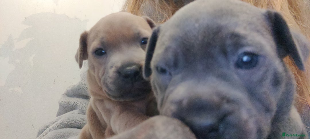 Staffordshire Bull Terrier dogs for sale: Blue/ Fawn Staffordshire Bull Terrier puppies  - Advert 6