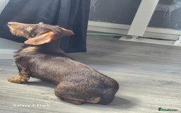 Dachshund dogs for sale: TWO DAUSHUNDS - Image 24