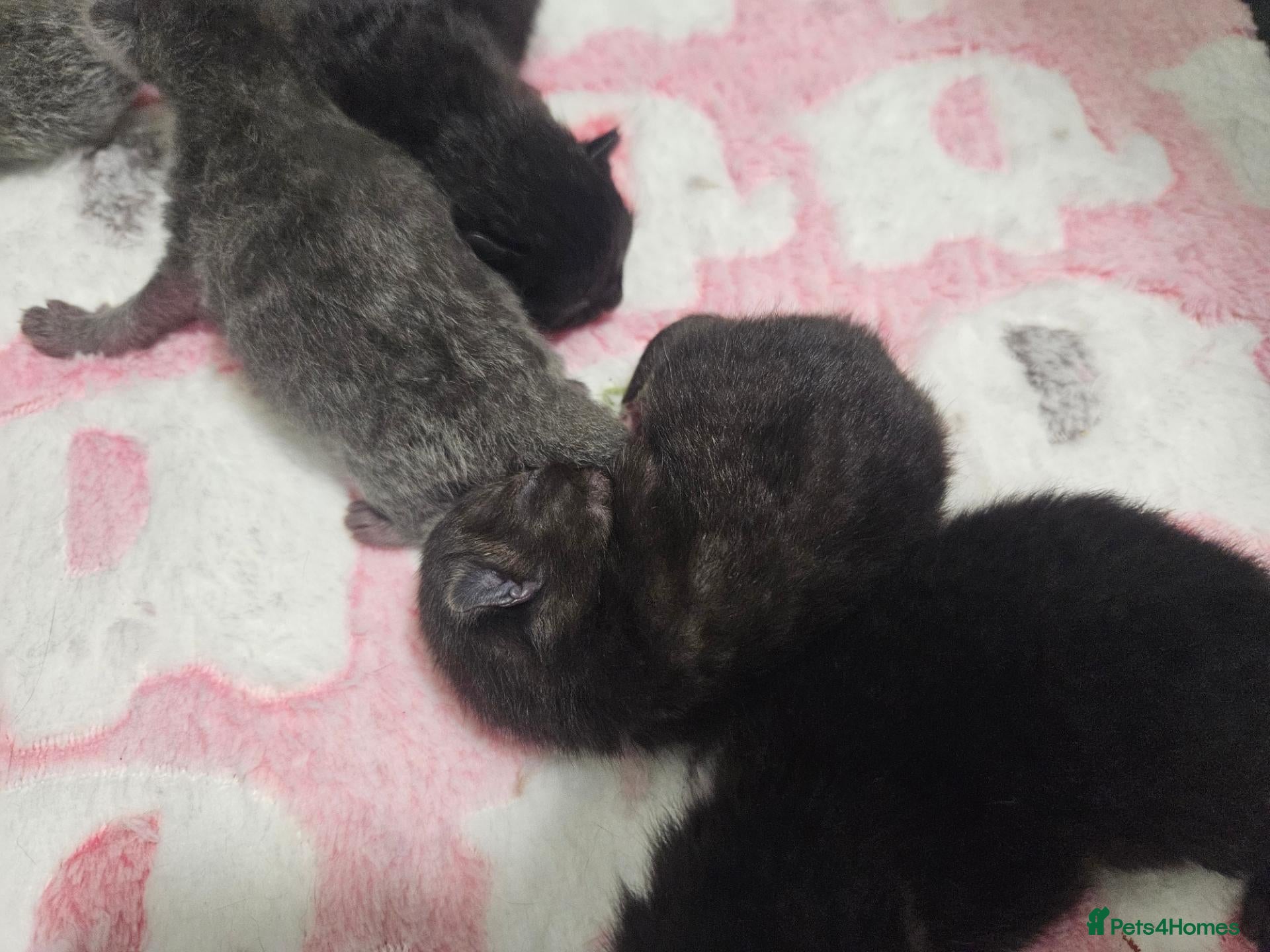 British Shorthair cats for sale: Beautiful British Shorthair Kittens  - Advert 8