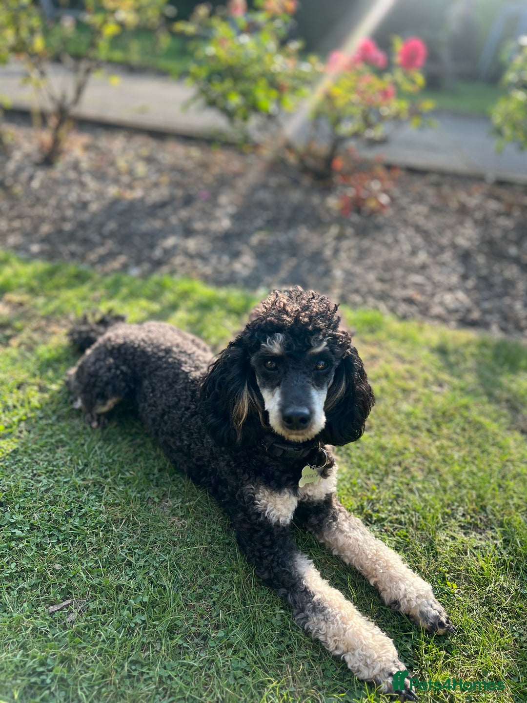 Toy Poodle dogs for stud: Phantom Toy Poodle KC registered North East Stud in Whitley Bay - Advert 8