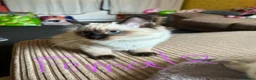 Ragdoll cats for sale: 4 pure Ragdoll kittens✨FREE ESSENTIAL STARTER PACK - Advert 5