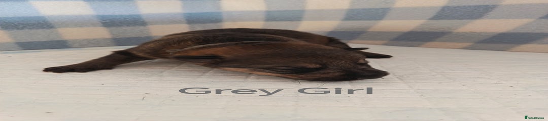 Grey Girl