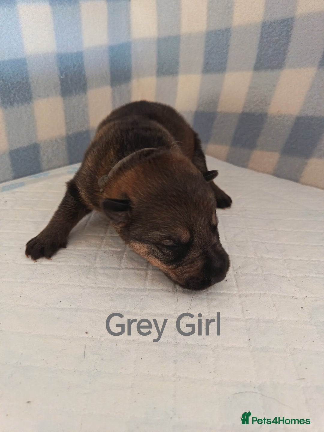 German Shepherd dogs for sale: German Shepherd Puppies - Image 15