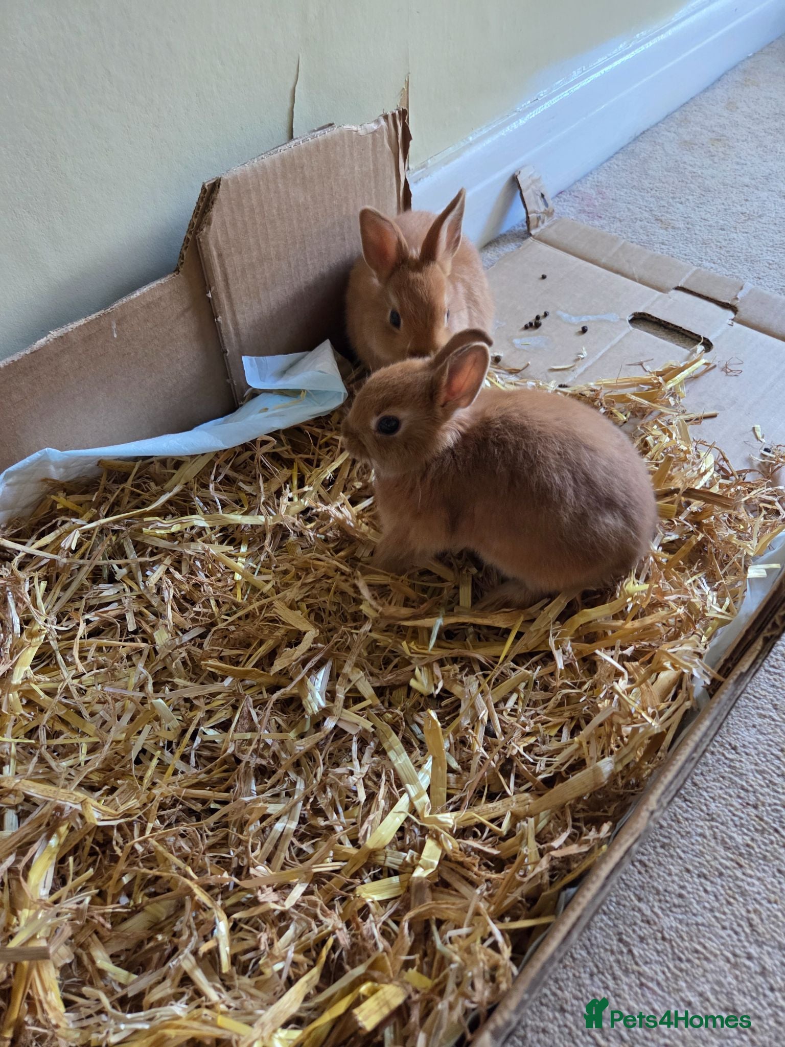 Netherland Dwarf rabbits Netherland dwarf baby rabbits  - Advert 1