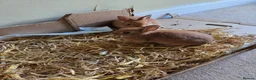 Netherland Dwarf rabbits for sale: Netherland dwarf baby rabbits  in Ilkley - Advert 1