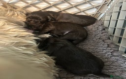 Shih Tzu dogs for sale: Stunning solid KC chocolate puppies  - Image 5