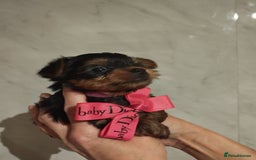 Yorkshire Terrier dogs for sale: 💝💝Beautiful miniature babies 💝💝 - Image 22