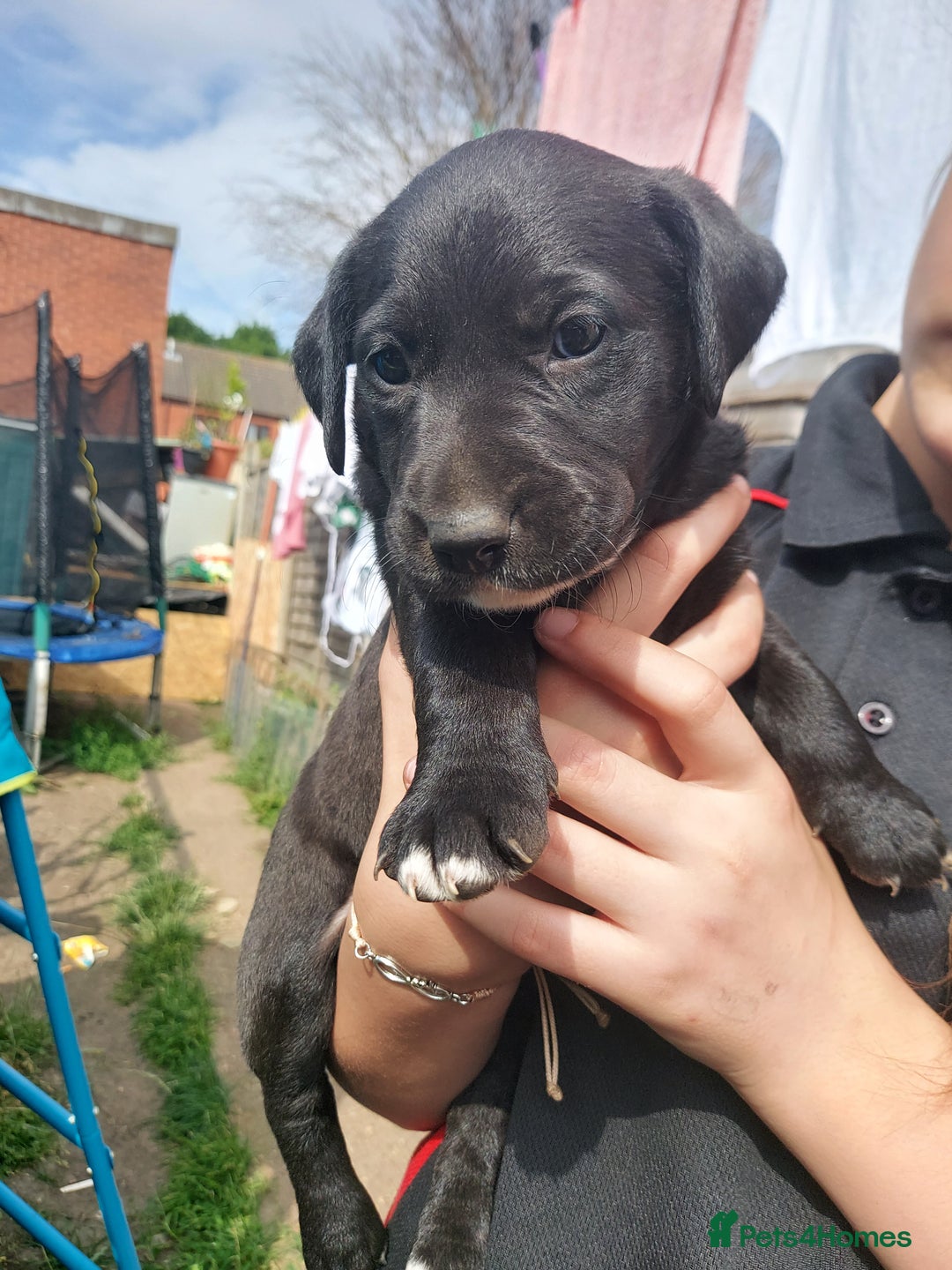 Mixed Breed dogs for sale: Mixed labrador  - Image 23