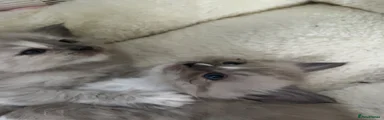 Seal Smoke with dash boy 