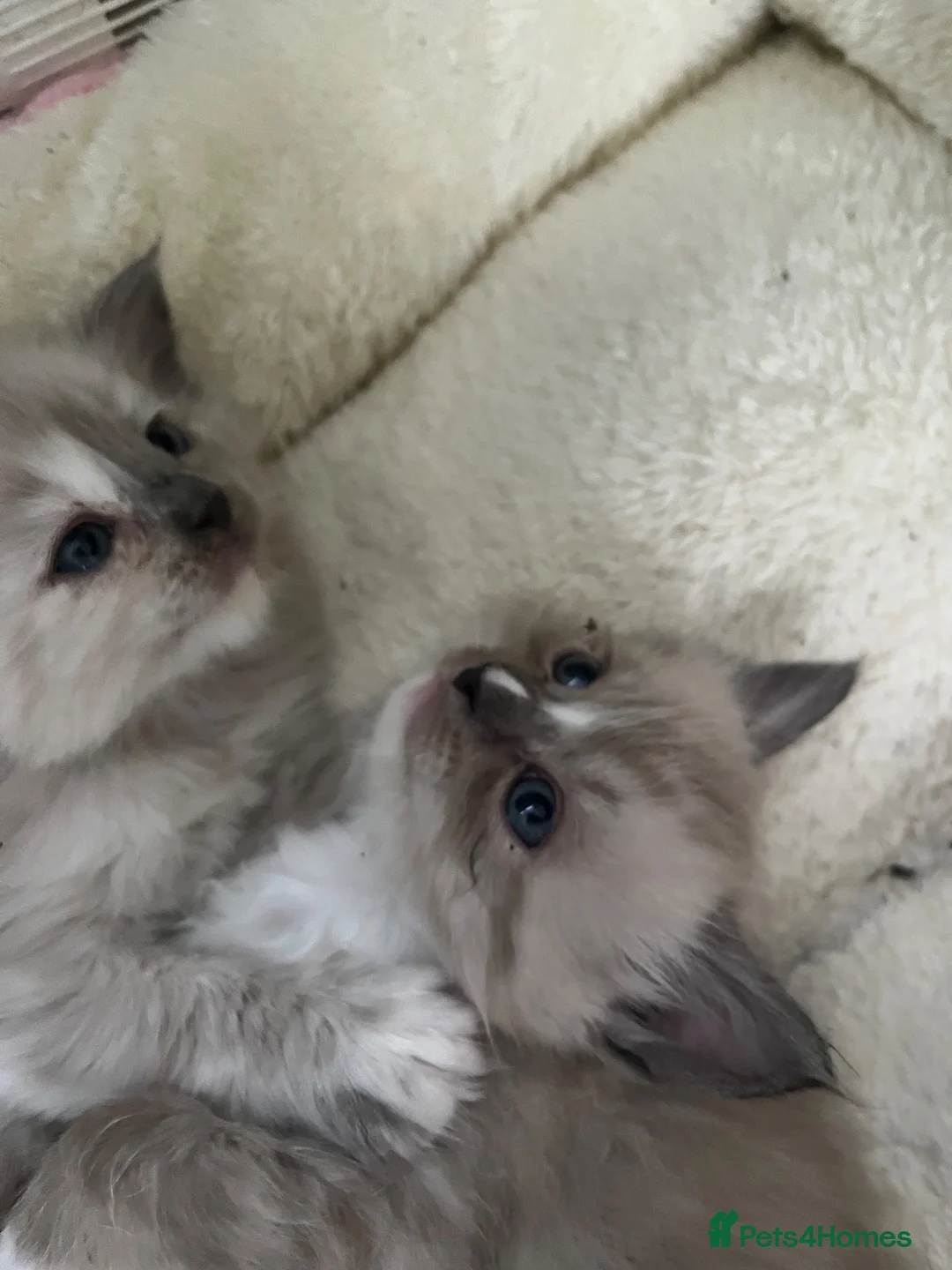 Ragdoll cats for sale: Fully Registered Ragdoll Kittens  - Advert 14