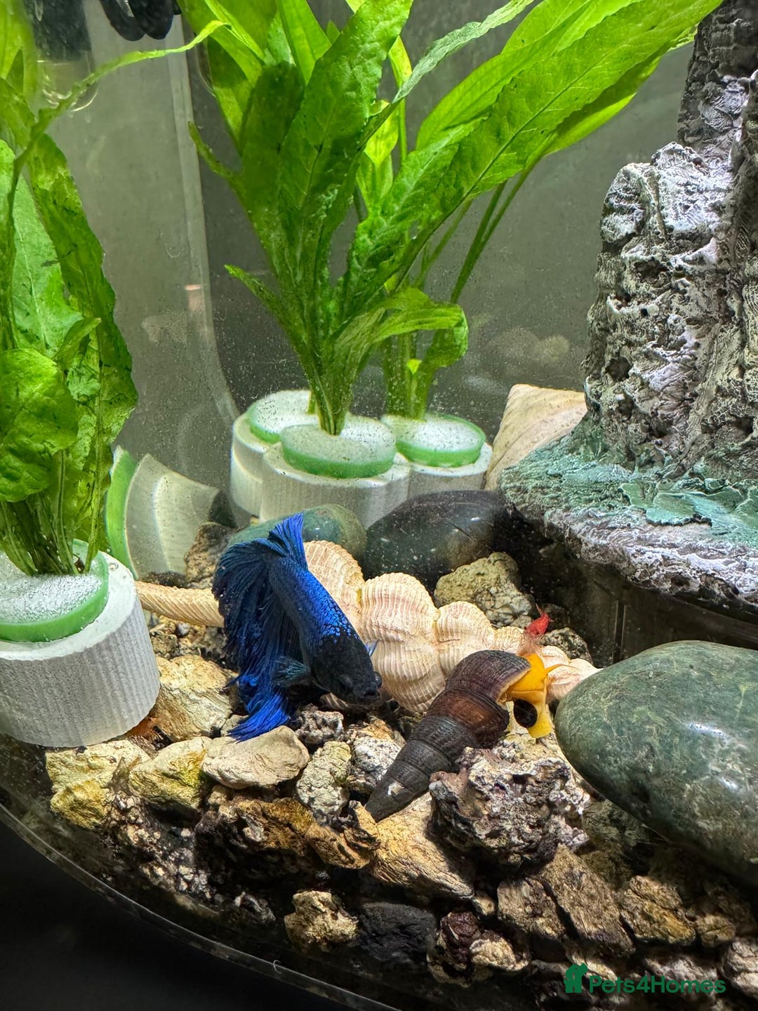 Shrimps fish for sale: Shrimp and rabbit snails  - Advert 10