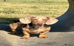 Miniature Dachshund dogs for stud: Isabella Dapple STUD carrying CREAM - Image 9