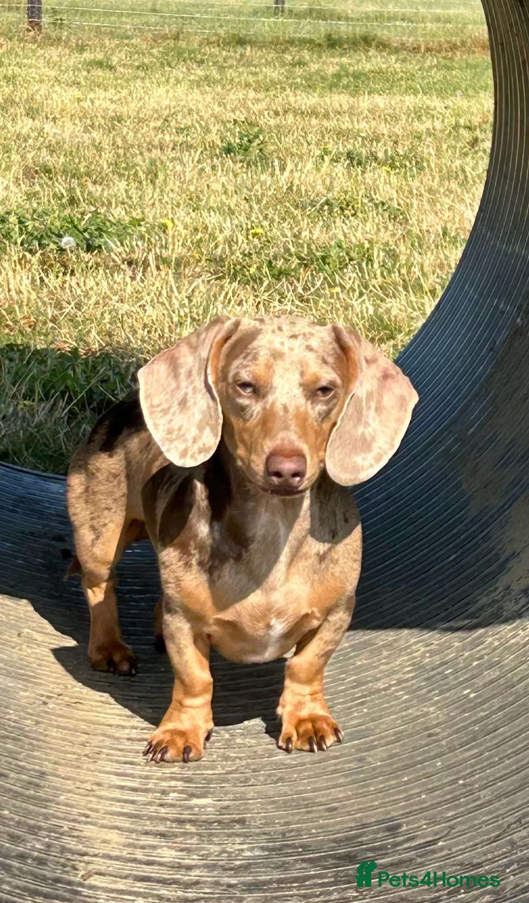 Miniature Dachshund dogs for stud: Isabella Dapple STUD carrying CREAM in Cambridge - Advert 8