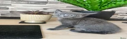 British Shorthair cats for sale: Beautiful British Shorthair Kittens - Advert 6