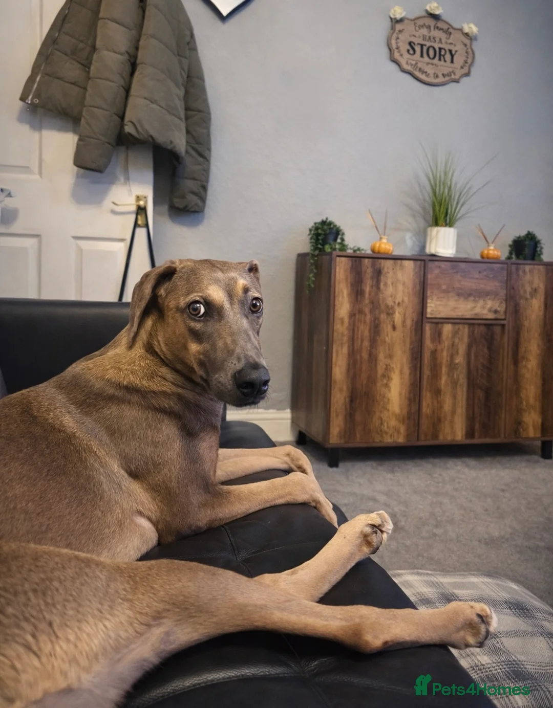 Mixed Breed dogs for sale: 6 months old greyhound cross with a cane Corso in Chatham - Advert 2