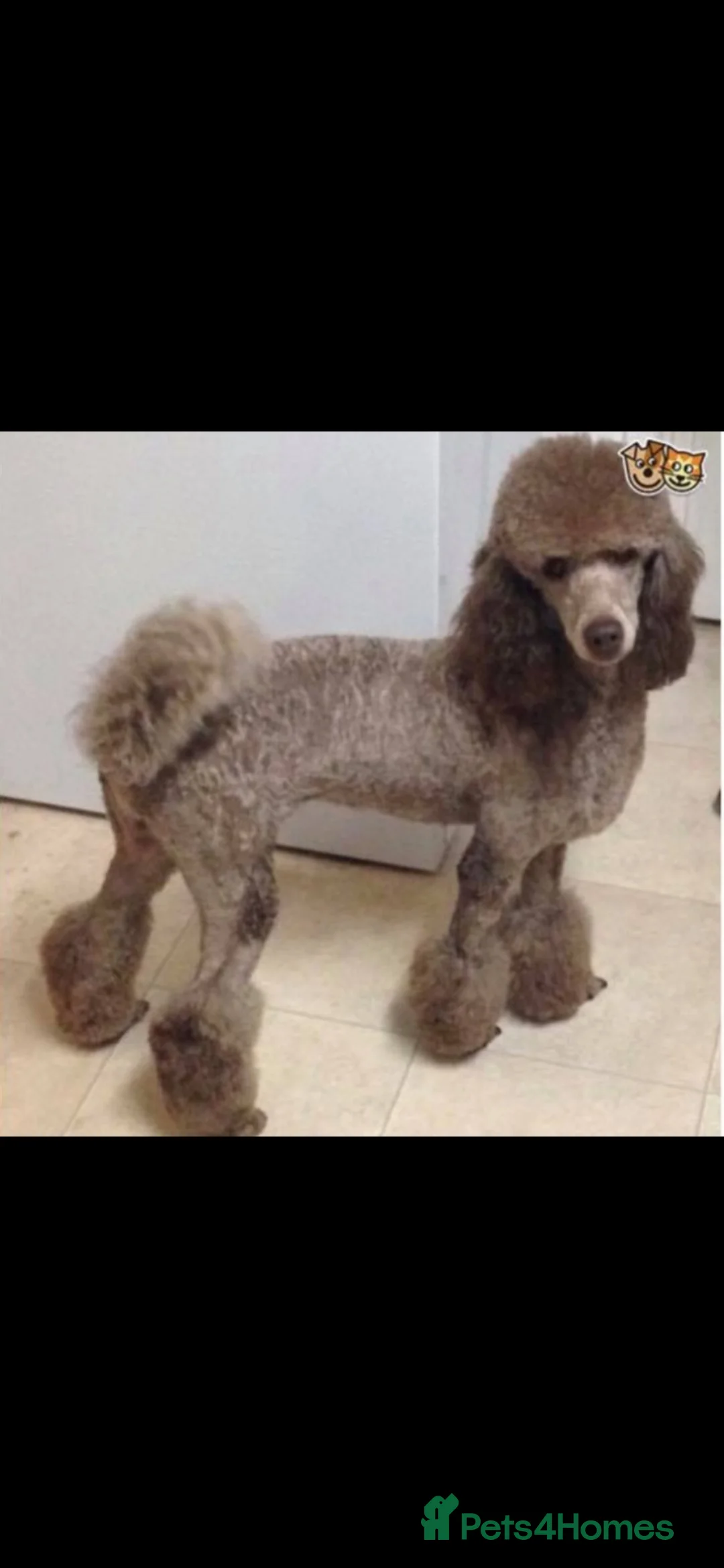 Toy Poodle dogs for stud: Proven, miniature poodle 🏆 - Advert 9