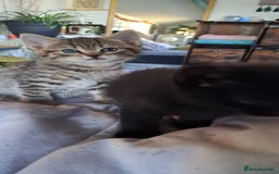 Mixed Breed cats for sale: Bengal mix kittens 😸 ♥️  - Image 13