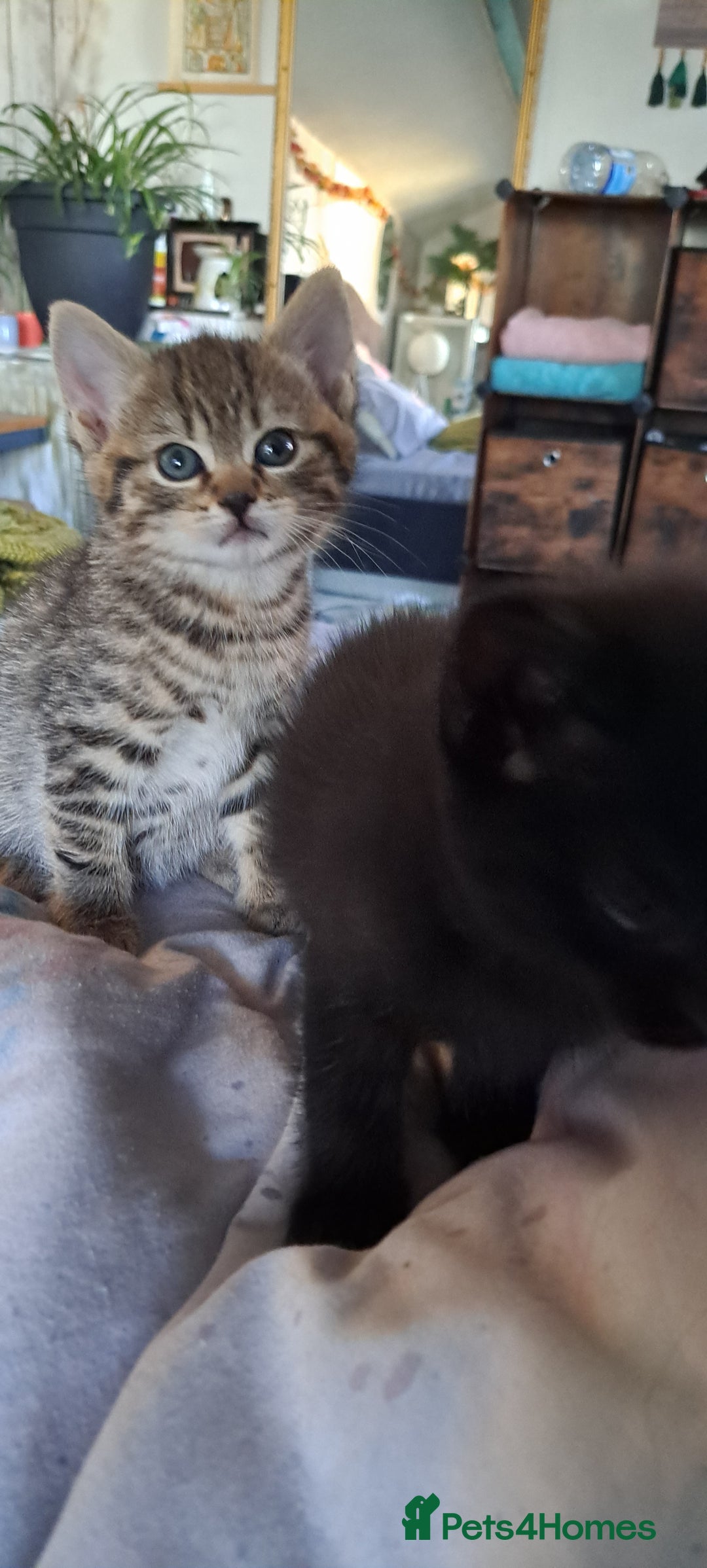 Mixed Breed cats for sale: Bengal mix kittens 😸 ♥️  - Image 13