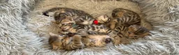 Bengal cats for sale: Half Bengal kittens - Advert 5