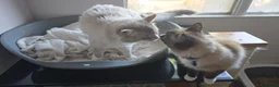 Ragdoll cats for sale: Ragdoll Kittens Looking for Their Forever Homes in Maidenhead - Advert 9