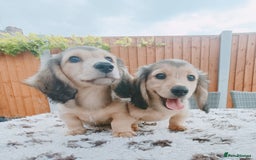 Miniature Dachshund dogs for sale: Long haired Shaded cream, 5 ⭐ licenced breeder - Image 1