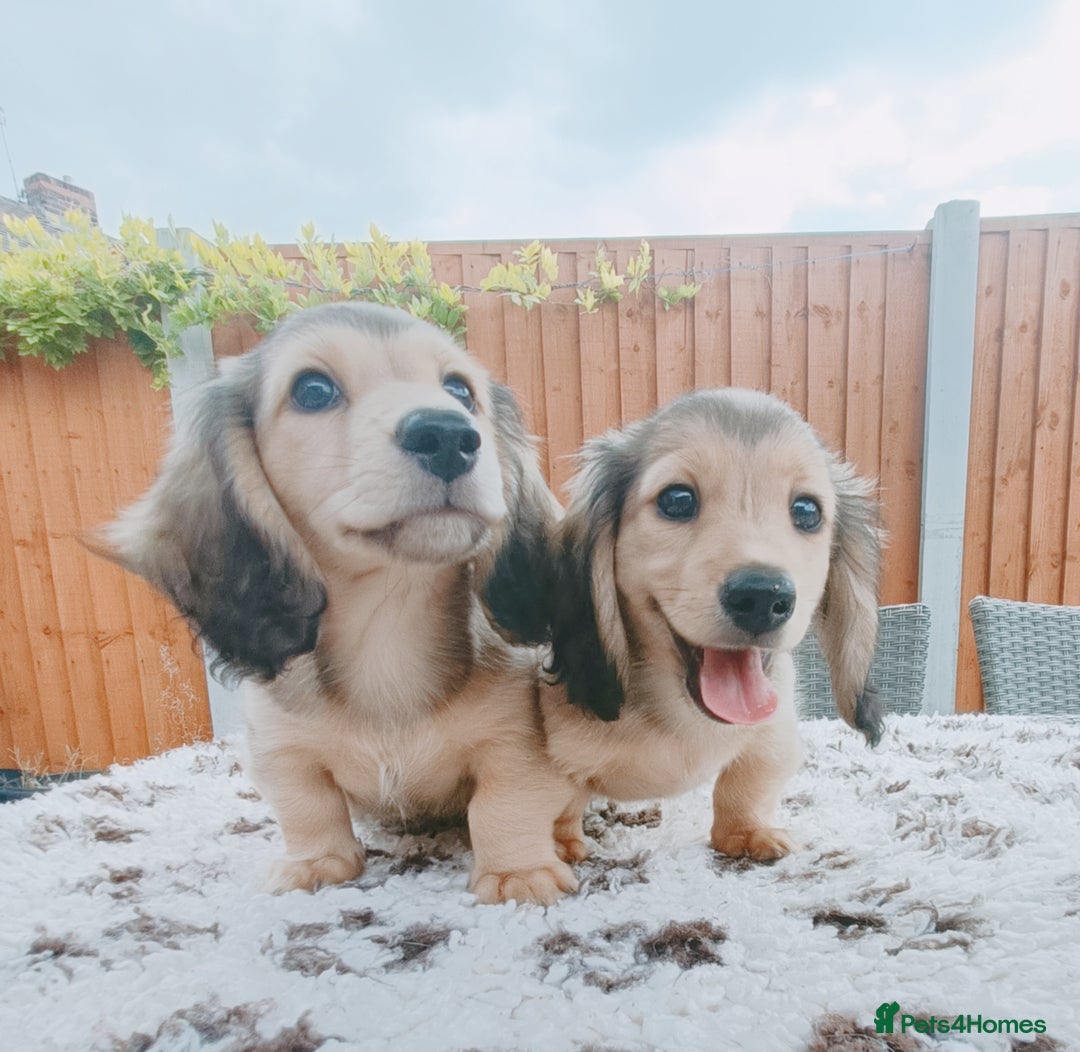 Miniature Dachshund dogs for sale: Long haired Shaded cream, 5 ⭐ licenced breeder - Image 1