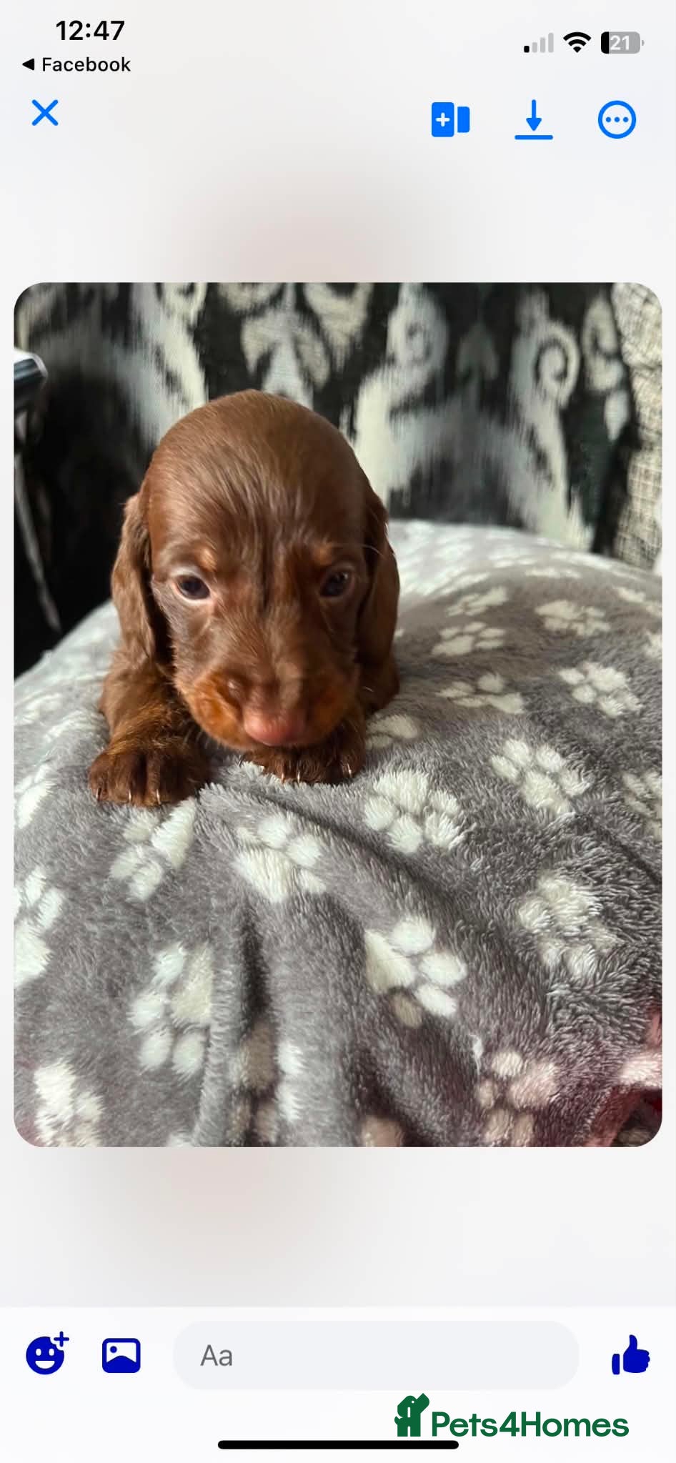 Dachshund dogs Dashund puppies looking for there forever home - Advert 1