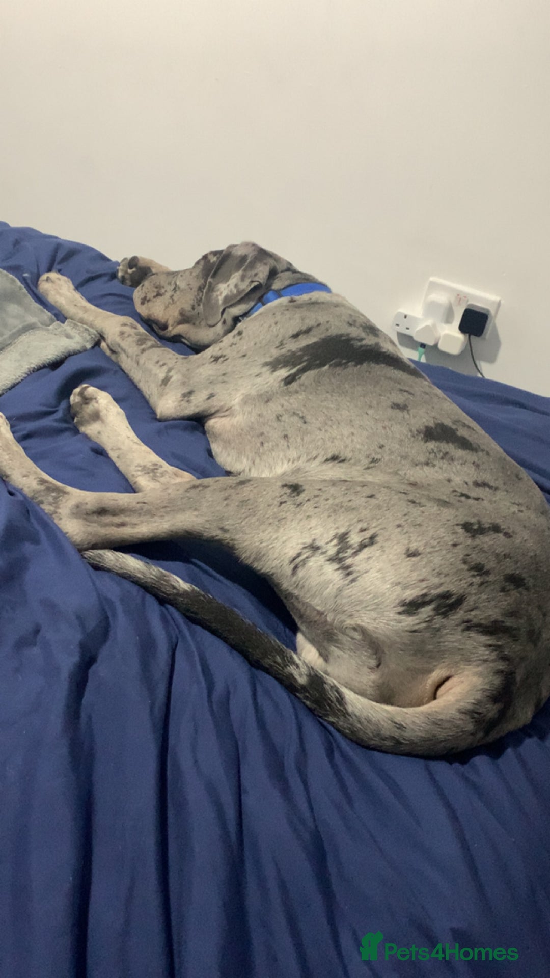 Mixed Breed dogs for sale: Italian Daniff - Great Dane x cane corso - Advert 8