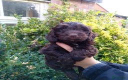 Cockapoo dogs for sale: F1 Chocolate Choc/Tan and Gold Cockapoo Puppies - Image 25