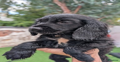 Mixed Breed dogs - Advert 3