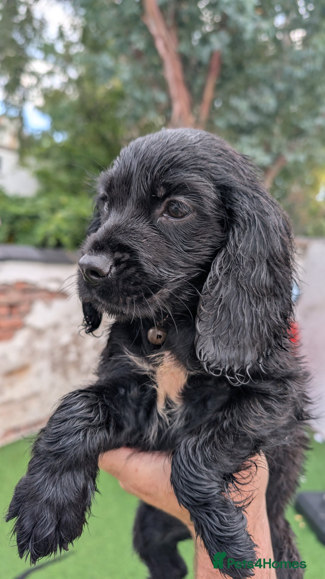 Mixed Breed dogs for sale: Cockalier puppies F1 for sale - Image 2