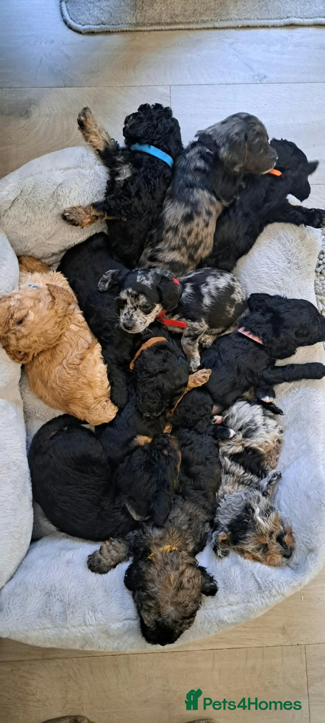 Cavapoo dogs for sale: Adorable Cavapoo Puppies - Advert 2
