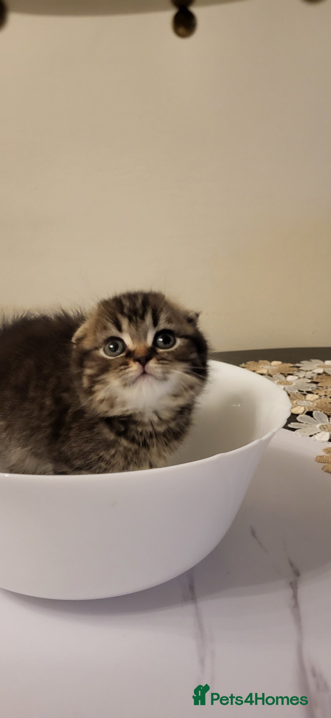 British Shorthair cats for sale: Four amazing boys - Advert 3