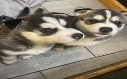 Siberian Husky dogs for sale: Beautiful Husky Puppies  - Image 2