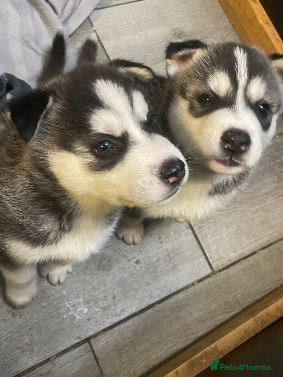Siberian Husky dogs for sale: Beautiful Husky Puppies  - Image 2