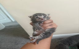 Mixed Breed cats for sale: Gray tabby & black kittens  - Image 4