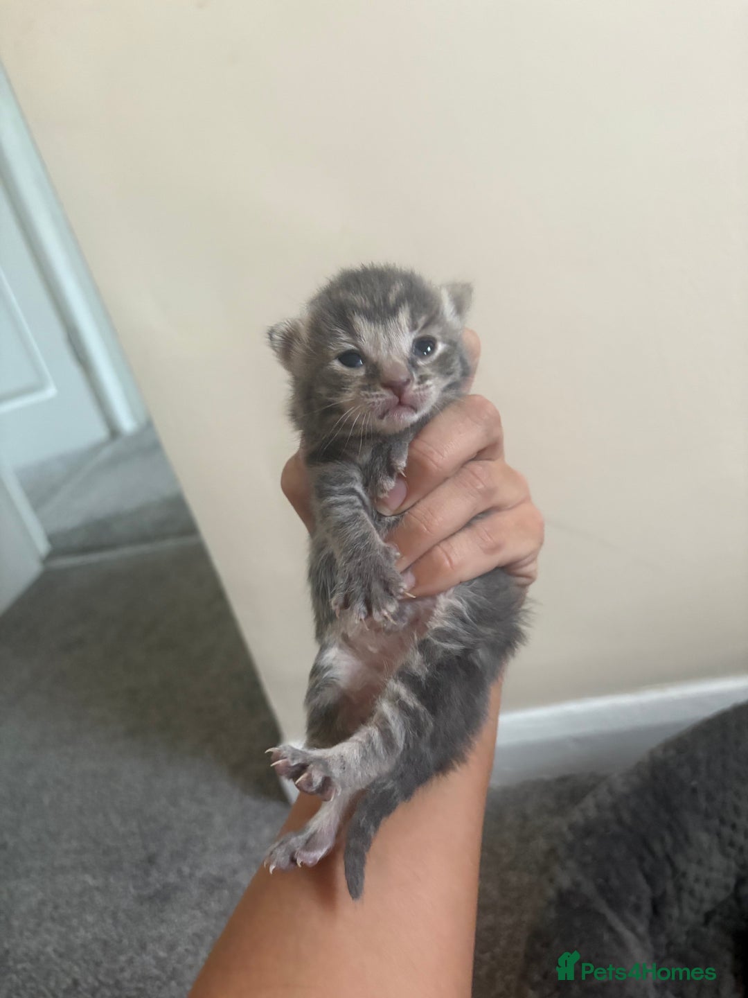 Mixed Breed cats for sale: Gray tabby & black kittens  - Image 4