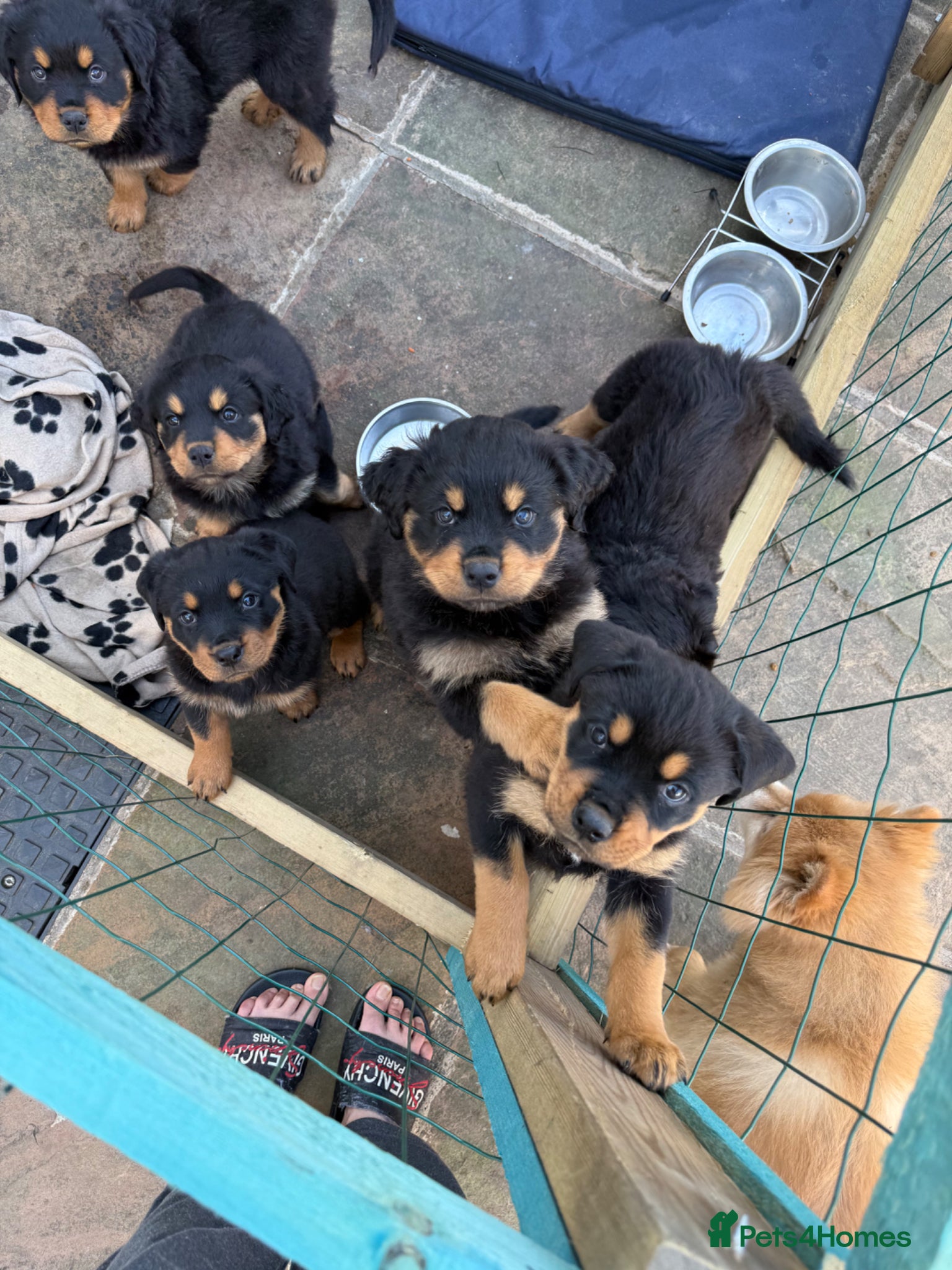 Rottweiler dogs 6 gorgeous Rottweiler pups  - Advert 1
