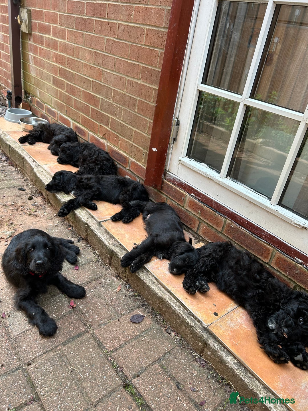 Cocker Spaniel dogs for stud: For Stud only Northampton - Advert 9