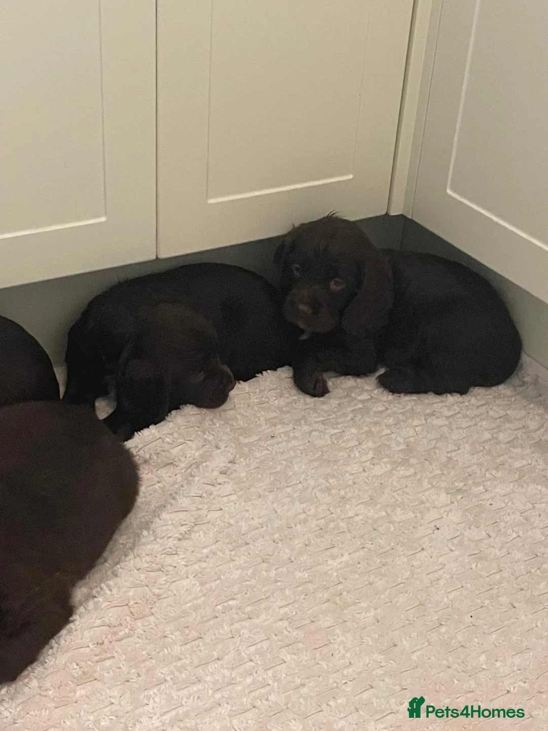 Sprocker dogs for sale: A beautiful litter docked Sprocker Spaniel puppies - Advert 9