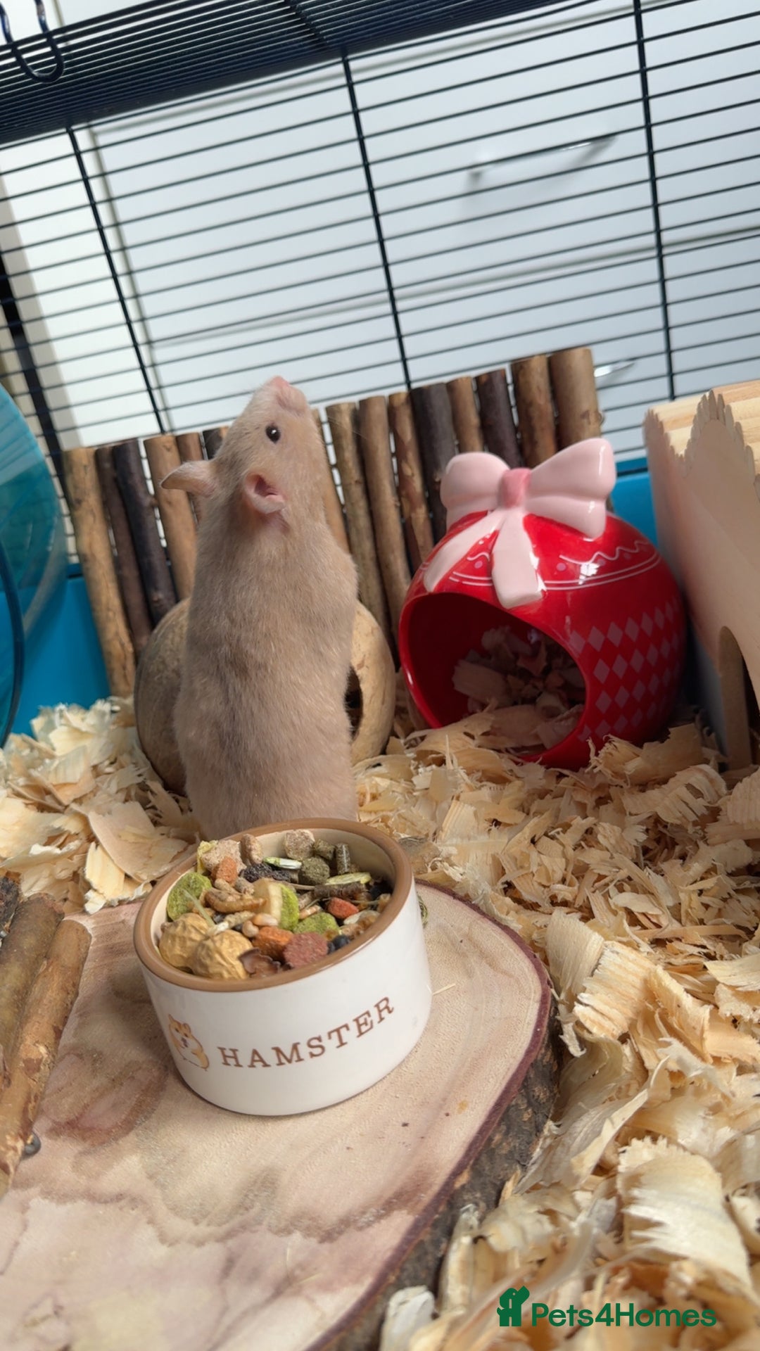 Hamster rodents for sale: 2 hamsters  - Advert 4