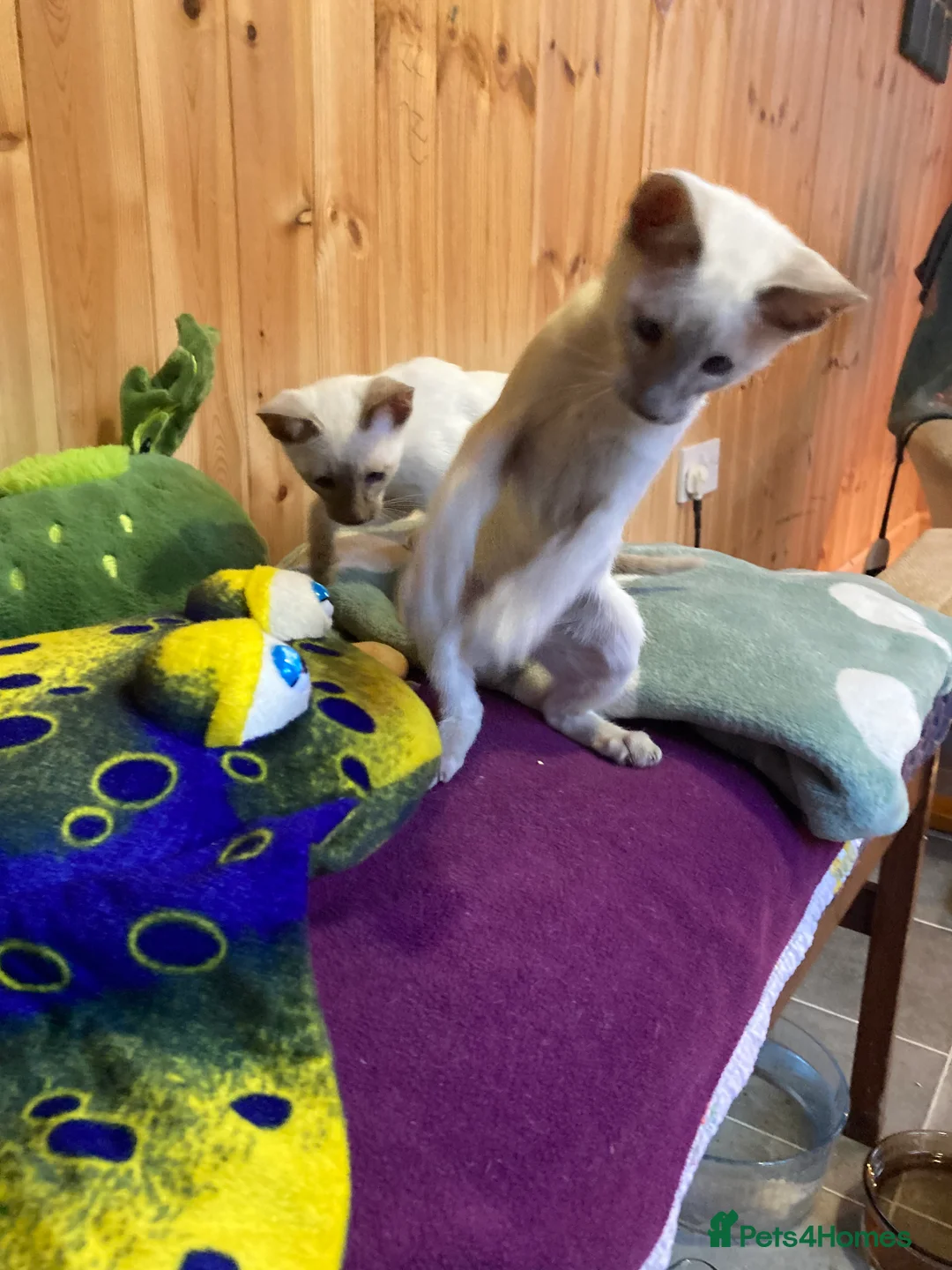 Oriental cats for sale: Oriental boy kittens - Advert 11