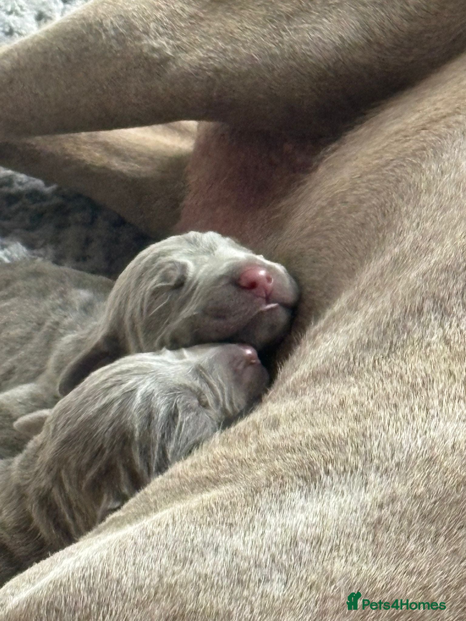 Mixed Breed dogs PUPPIES ARE HERE 🤩🥳 - Advert 16
